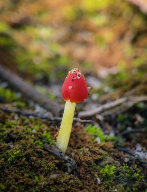 Mycena acicula, Mycenaceae familyasından bir mantar türüdür.