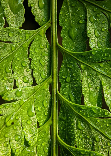 Närbild Morgon Dagg Ett Grönt Löv Bakgrund Och Struktur Koncept — Stockfoto