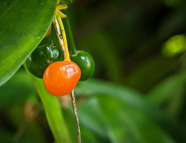 Gros Plan Fruit Orange Vert Sur Arbre Fond Flou — Photo