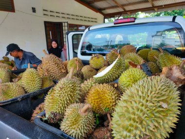 Batu kurau, Perak - 4 Haziran 2023: Durian Meyve Bahçesi 'nden yeni getirilen dört teker çekişin arkasındaki birçok durian.