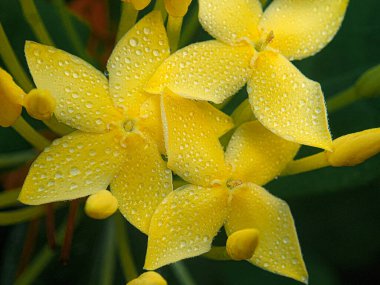 Rubiaceae familyasından sarı bir Ixora çiçeğinin üzerindeki çiğ tanesi. Güney Hindistan, Bangladeş ve Sri Lanka 'ya özgü yaygın çiçekli çalılar. Surinam 'ın Ulusal Çiçeği