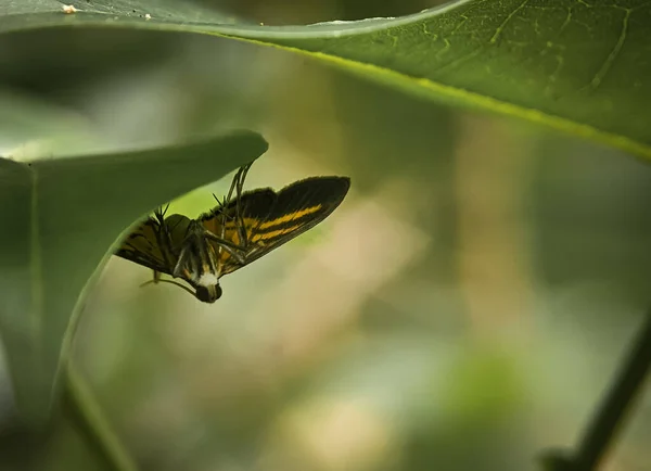Primer Plano Una Pequeña Mariposa Amarilla Sobre Una Hoja Verde —  Fotos de Stock