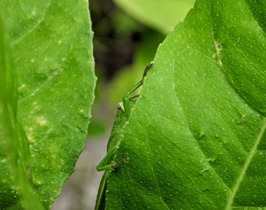 Ağacın yemyeşil yaprakları arasında kalan yeşil çekirgeler..