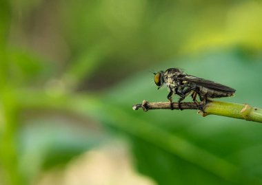 Geçmişi bulanık, yeşil bir dalda uçan bir soyguncunun yakın çekimi.