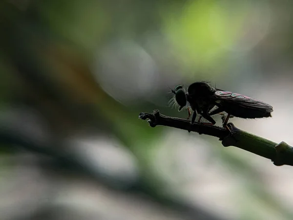 Closeup Robber Fly Green Branch Blurred Background Silhouette Photo Concept — Stock Photo, Image