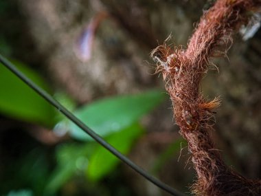 Bulanık arkaplanı olan bir ağacın üzerinde yakın plan kahverengi bitki dalı