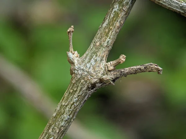 stock image Closeup of a decayed tree branch with a blurred background