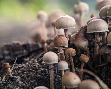 Yağmurdan sonra yerde çok yetişen beyaz mantarlara yakın çekim