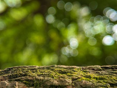 Ağaç gövdeleri ile bulanık bir arkaplan. Yazma, metin, resim ve diğerleri için bir boşluk olarak kullanılabilir.