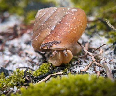 Yeşil yosunlarda yiyecek arayan bir salyangoz.
