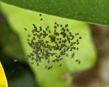 Yuvasında bulanık bir geçmişi olan bebek örümceğin yakın çekimi.