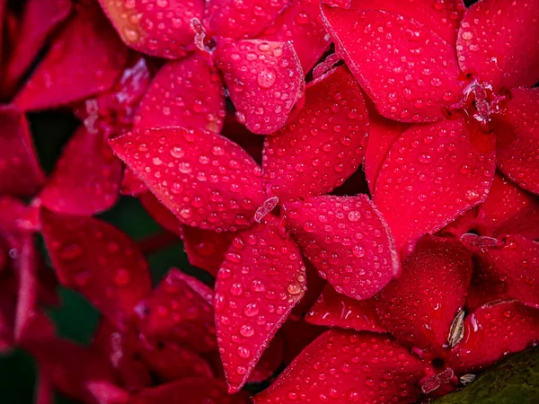 Rubiaceae familyasından bir çiçek türü olan kırmızı Ixora çiçeklerinin üzerindeki çiğ tanesi. Güney Hindistan, Bangladeş ve Sri Lanka 'ya özgü yaygın çiçekli çalılar. Surinam 'ın Ulusal Çiçeği