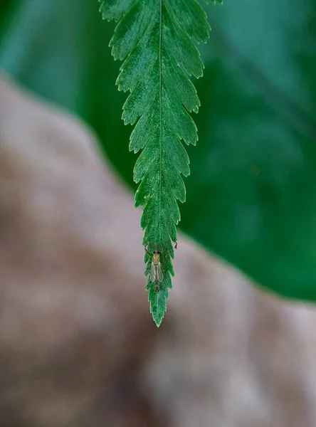 Zbliżenie Zielone Liście Roślin Drzewie Rozmytym Tle — Zdjęcie stockowe