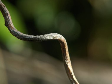 Bulanık arkaplanı olan sürünen tahta dallara yakın çekim