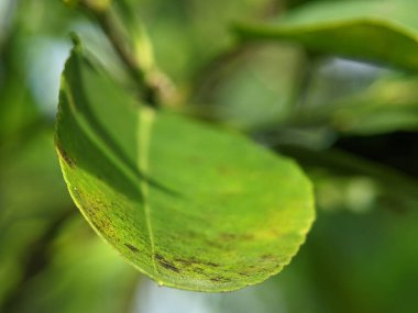 Kapalı yeşil yaprak. Arkaplanı bulanık yeşil yaprak üzerinde güneş ışığı kırılması.