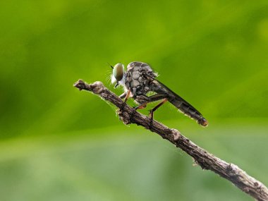 Geçmişi bulanık, yeşil bir dalda uçan bir soyguncunun yakın çekimi.