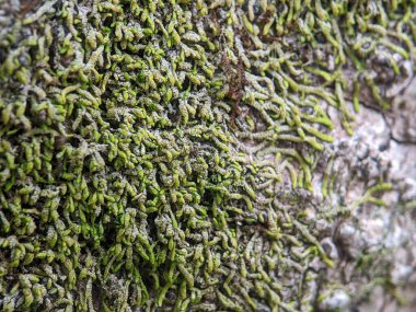Bir ağaç gövdesine bağlanmış yeşil yosun..