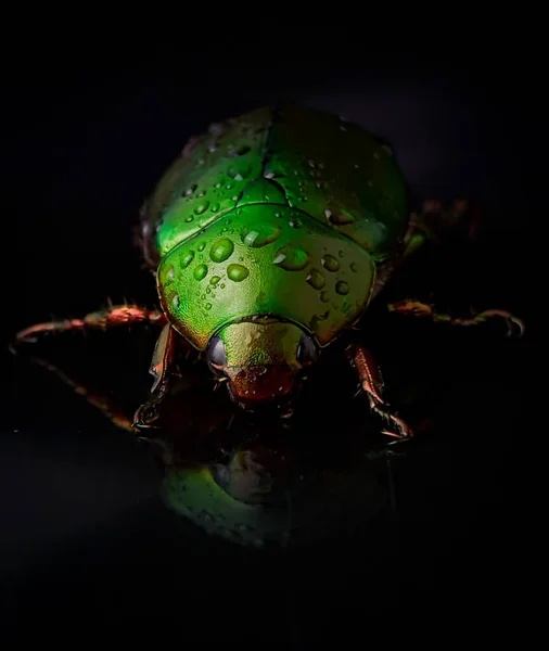 Closeup Wet Green Beetle Bug Reflection Black Background Water Droplets — Stock Photo, Image