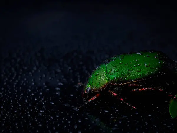 Closeup wet green beetle bug with reflection on a black background with water droplets