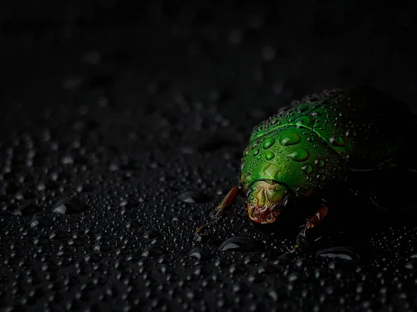 Closeup wet green beetle bug with reflection on a black background with water droplets