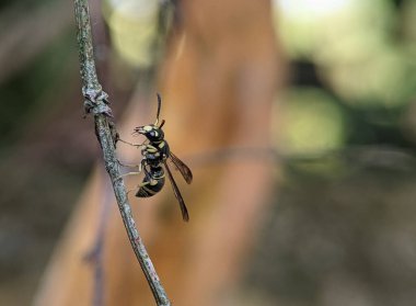 Mason eşekarısı Potter, Eumeninae, Penonome, Cocle bölgesi, Panama Cumhuriyeti.