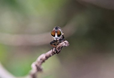 Bir soyguncunun yakın plan görüntüsü, bulanık bir geçmişi olan yeşil bir dala göz dikmesi.
