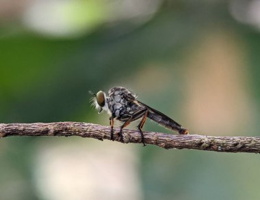 Closeup of a robber fly on a green branch with a blurred background clipart