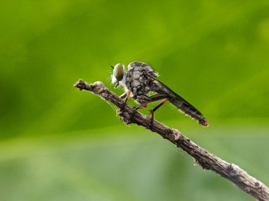 Geçmişi bulanık, yeşil bir dalda uçan bir soyguncunun yakın çekimi.
