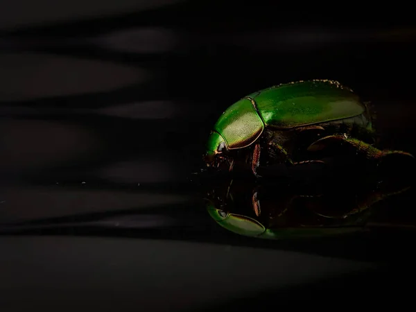 Closeup green beetle bug with reflection on a black background