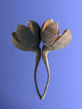 Siyah akrilik kartonda yansıması olan kuru bir fabrika.