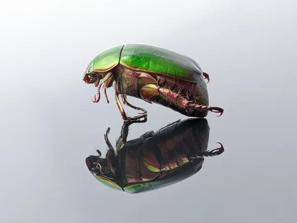 Closeup of a green beetle with reflection on a black acrylic board