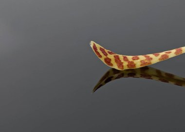 Siyah akrilik tahtaya yansıyan sarı orkide yapraklarının yakın çekimi