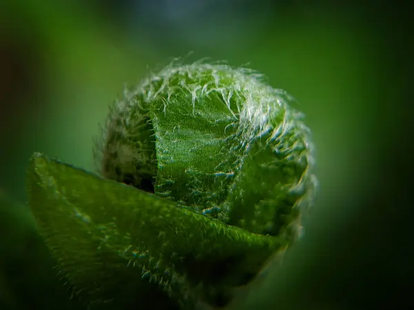 Nahaufnahme Einer Grünen Pflanze Mit Verschwommenem Hintergrund — Stockfoto