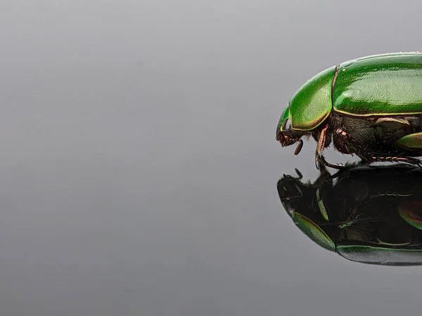 Closeup of a green beetle with reflection on a black acrylic board with copy space.