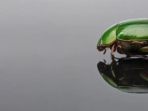 Closeup of a green beetle with reflection on a black acrylic board with copy space.
