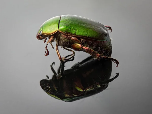 Closeup of a green beetle with reflection on a white acrylic board