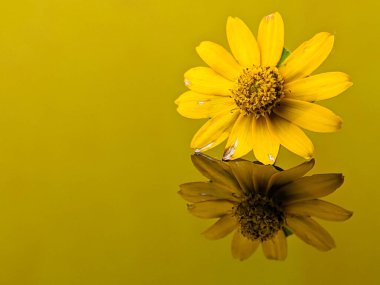 Kapalı sarı çiçekler, üzerinde yansıması olan sarı akrilik bir tahta..