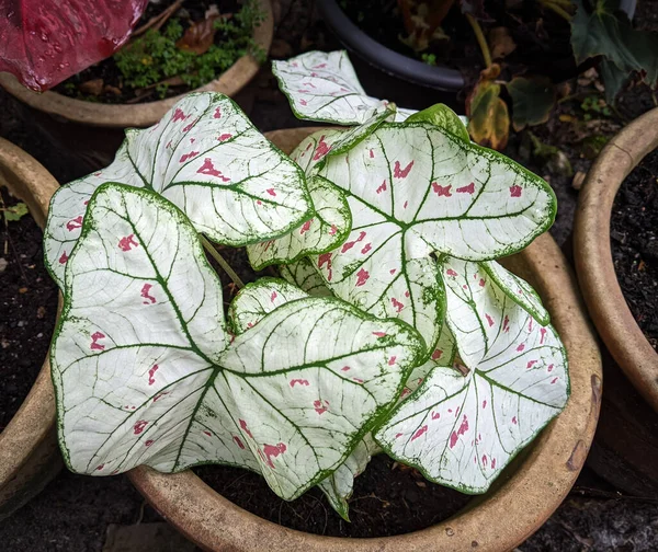 Close up tropical foliage plant, Caladium \'Strawberry Star\' with white, red and green leaves, in the garden.