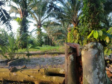 Kesilmiş ve ormanın kenarındaki açık bir alana bırakılmış bir ağaç..