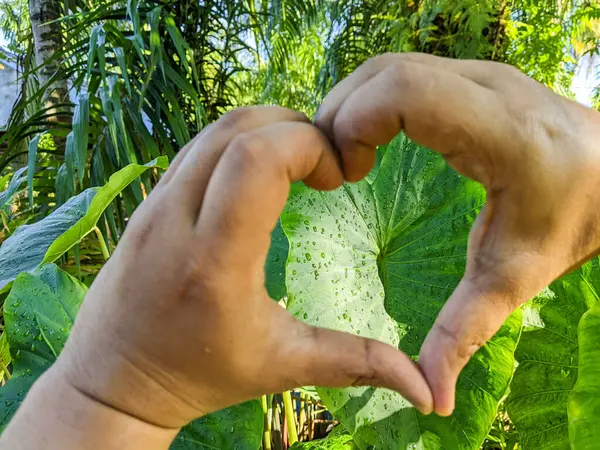 Hands and fingers in heart shape on green tree nature background