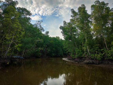 Perak 'taki Permatang Laut balıkçı köyünde nehir ağzı boyunca Mangrove bataklık ormanı.