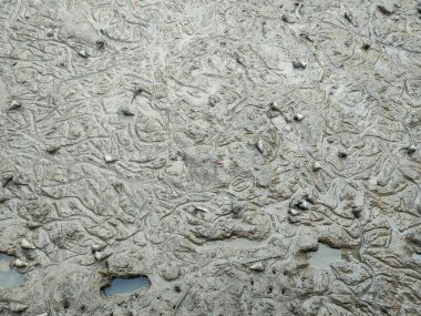 Bölgedeki nehir suyu çekilmeye başladıktan sonra çamura saplanmış birçok belitong salyangozu vardı..