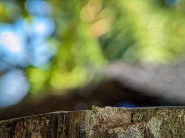 Ağaç gövdeleri ile bulanık bir arkaplan. Yazma, metin, resim ve diğerleri için bir boşluk olarak kullanılabilir.