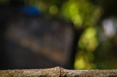 Çubuklu bulanık bir arka plan ve küçük bir karınca. Yazma, metin, resim ve diğerleri için bir boşluk olarak kullanılabilir.