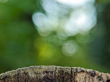 Ağaç gövdeleri ile bulanık bir arkaplan. Yazma, metin, resim ve diğerleri için bir boşluk olarak kullanılabilir.
