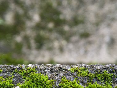 Kapalı yeşil nemli ormanlık flora yosunu kayaları kaplamış. Doğa arka planı maviye boyandı. Kapalı yeşil nemli orman bitki örtülü kayalar. Yazı, metin, resim ve diğerleri için bir alan olarak kullanılabilir..