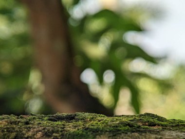 Yeşil yosunlarla kaplı ağaç gövdeleri olan bulanık bir arka plan. Kopyalama ve metin alanı için kullanılamaz.