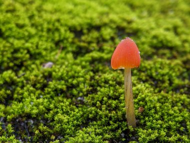 Yakın plan Mycena acicula, Mycenaceae familyasından Mycena familyasından bir mantar türüdür.