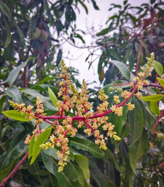 Mango meyvesi olmadan önce ağaçtaki mango çiçeğine yaklaş..