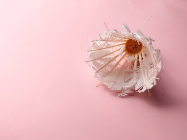 Kopya ve metin alanı olan pembe arkaplan üzerine yakın plan beyaz fotoğraf horozu. Port ve hobiler kavramı.